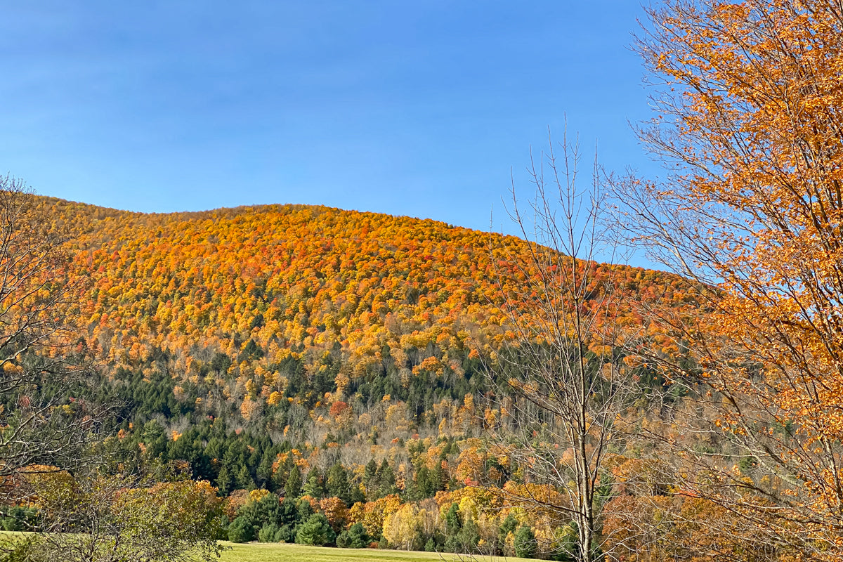 Caroline's Country Guide To Upstate New York