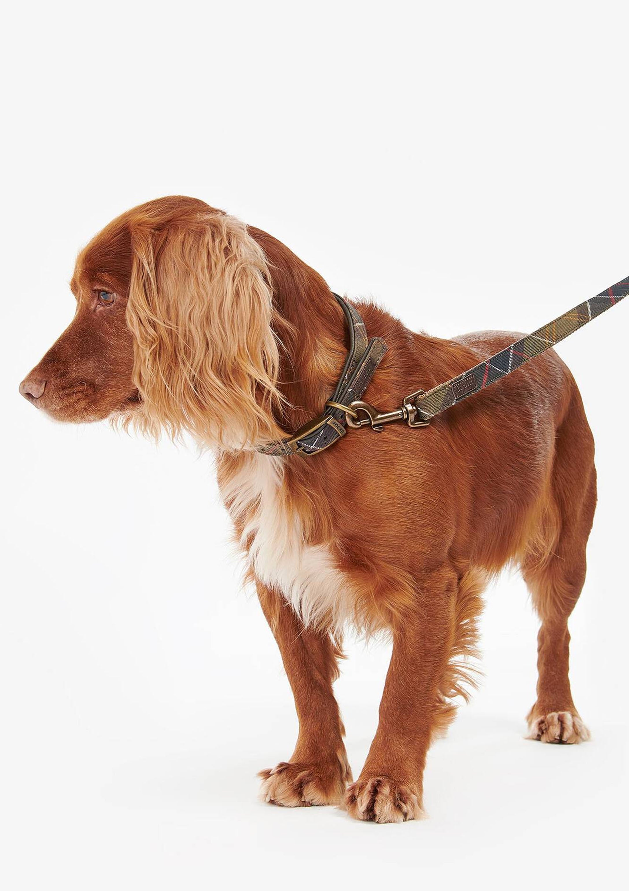 Tartan Webbing Dog Lead | Classic Tartan