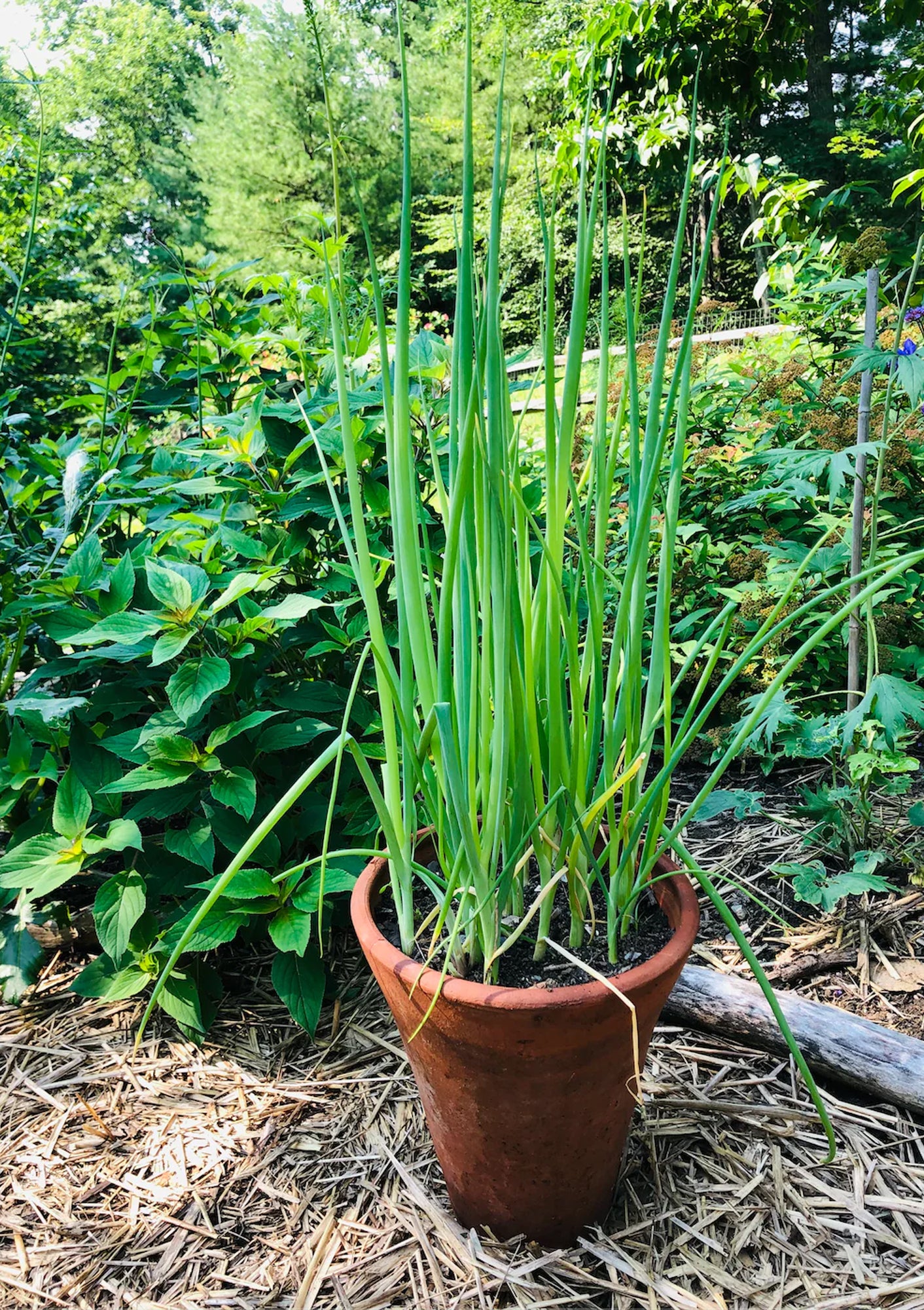 Evergreen Scallion Seed Pack