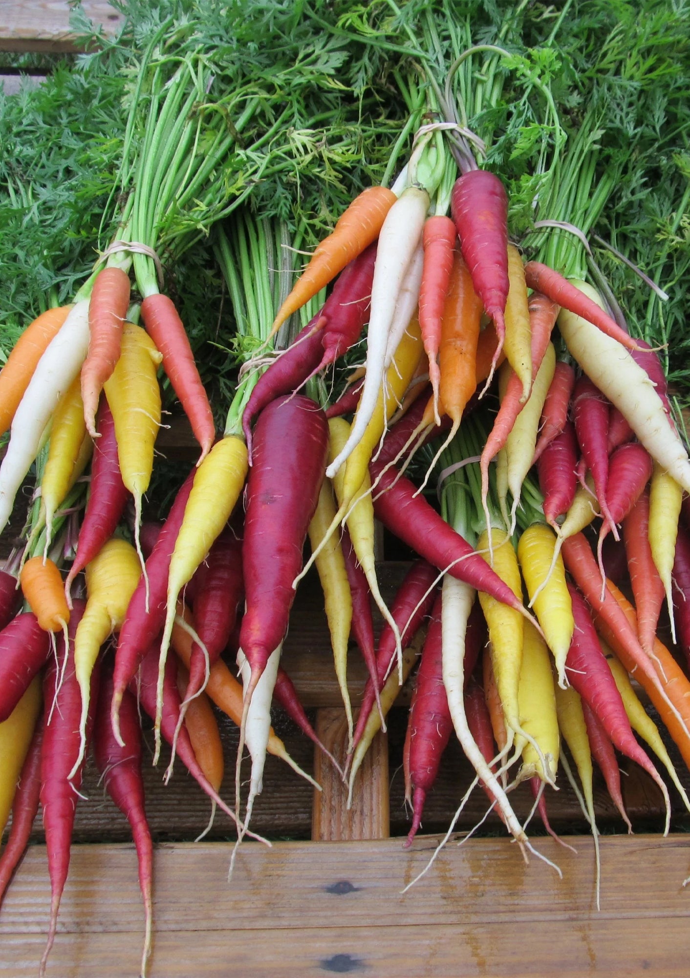 Kaleidoscope Carrot Seed Pack