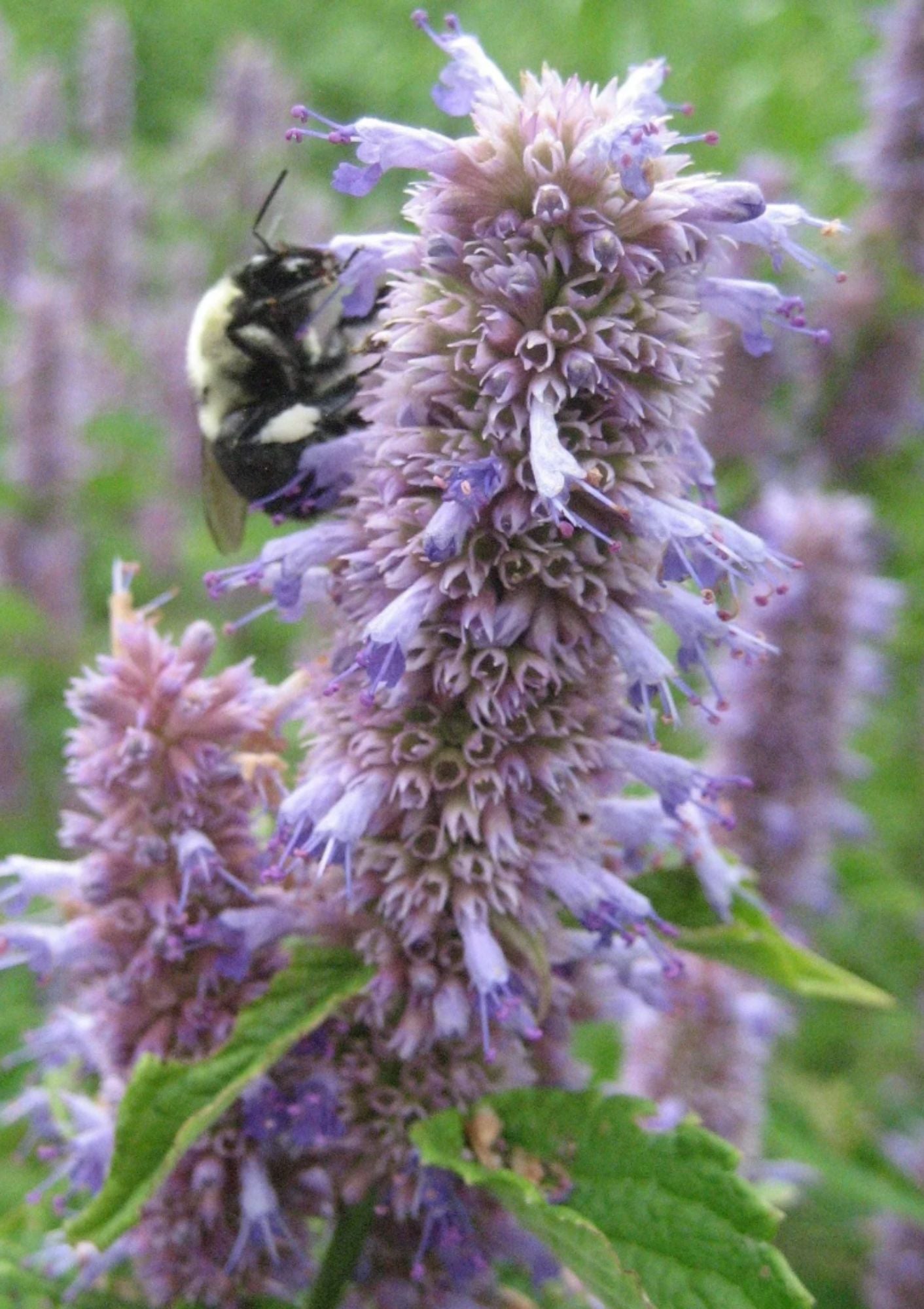 Anise Hyssop Seed Pack