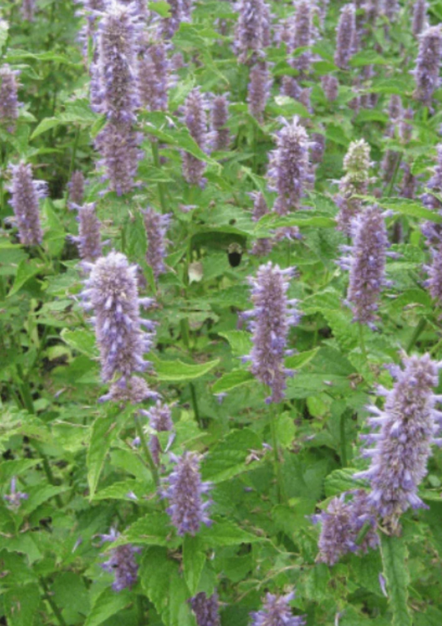 Anise Hyssop Seed Pack