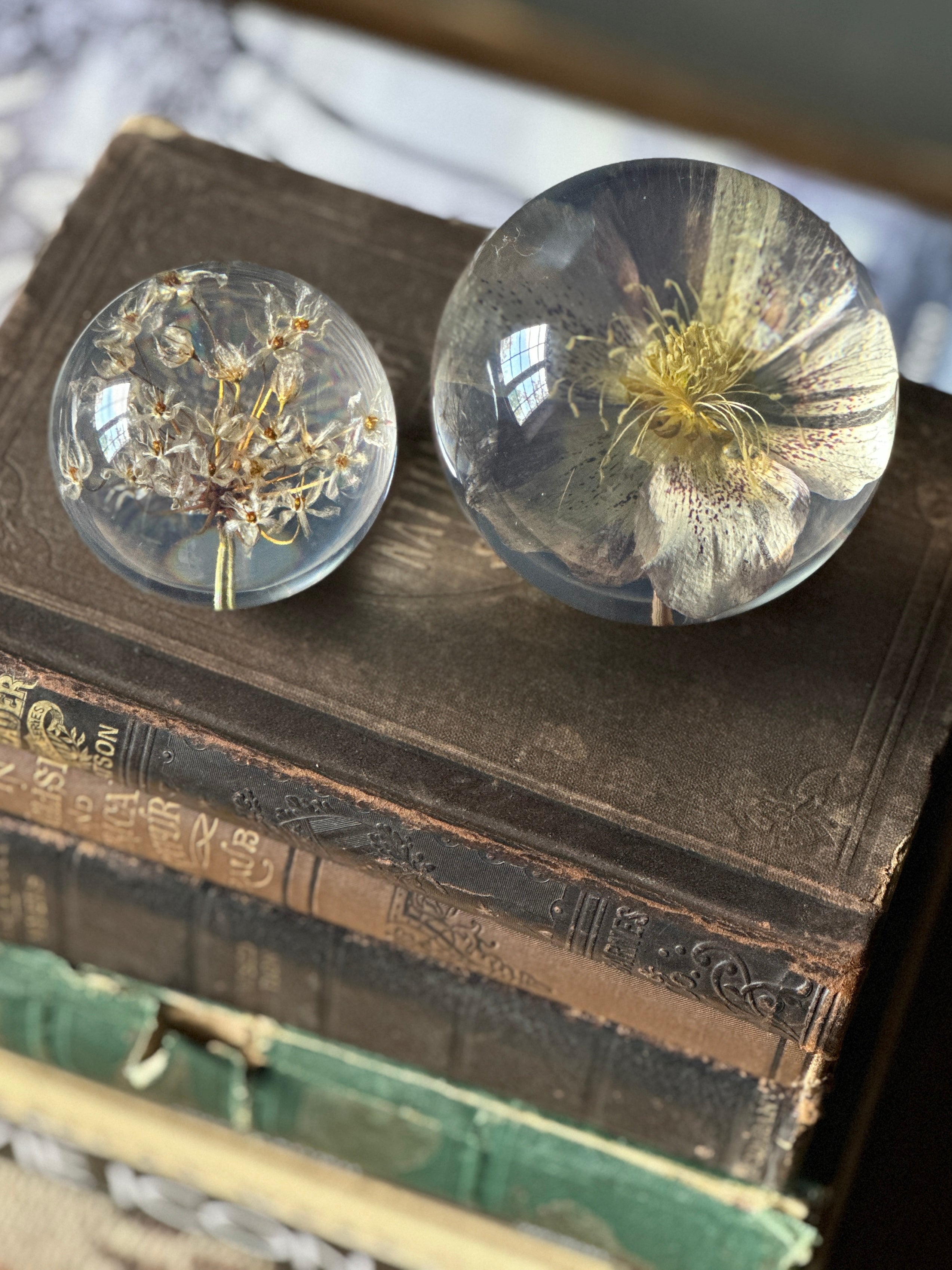 Hellebore Large Paperweight