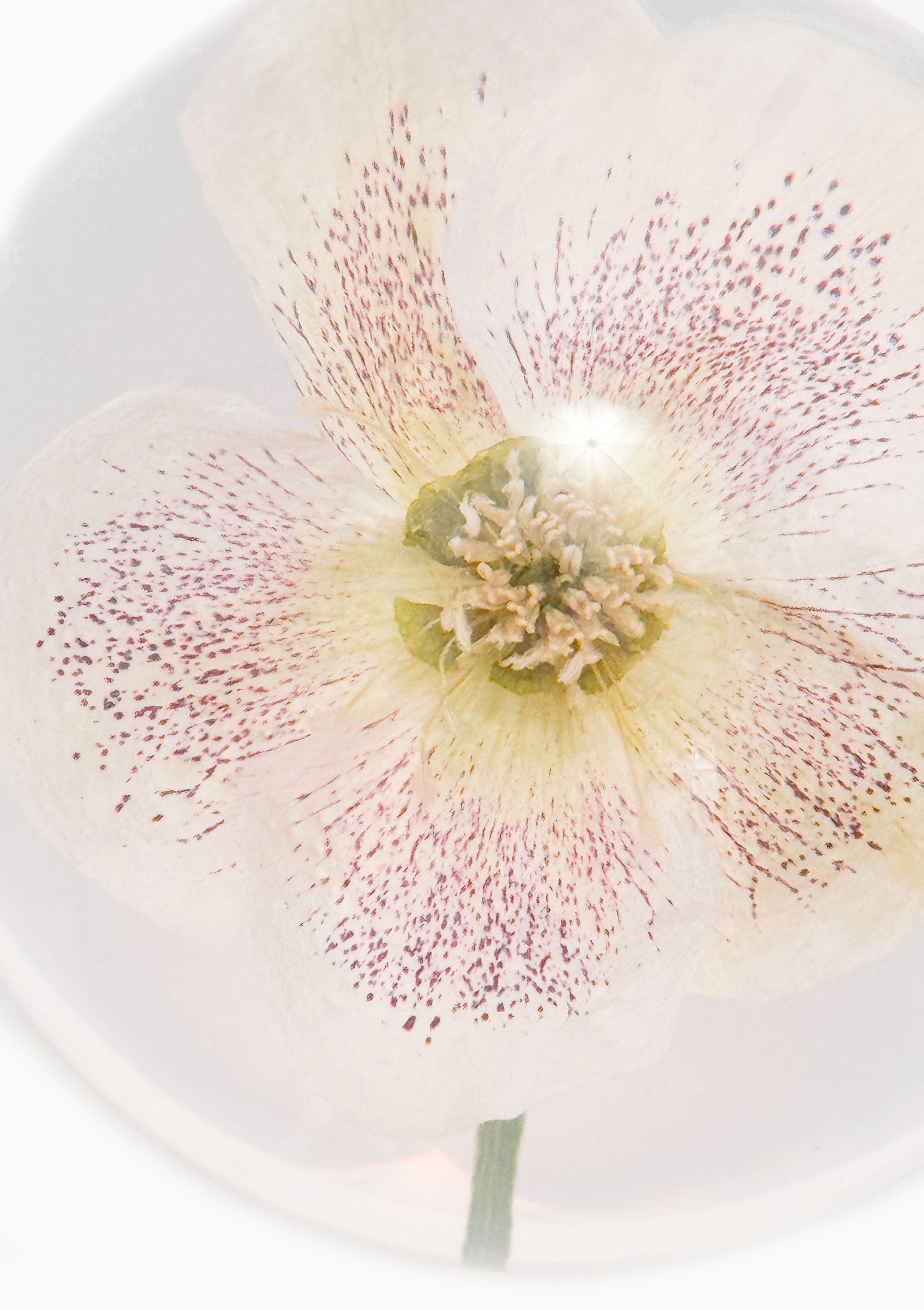 Hellebore Large Paperweight