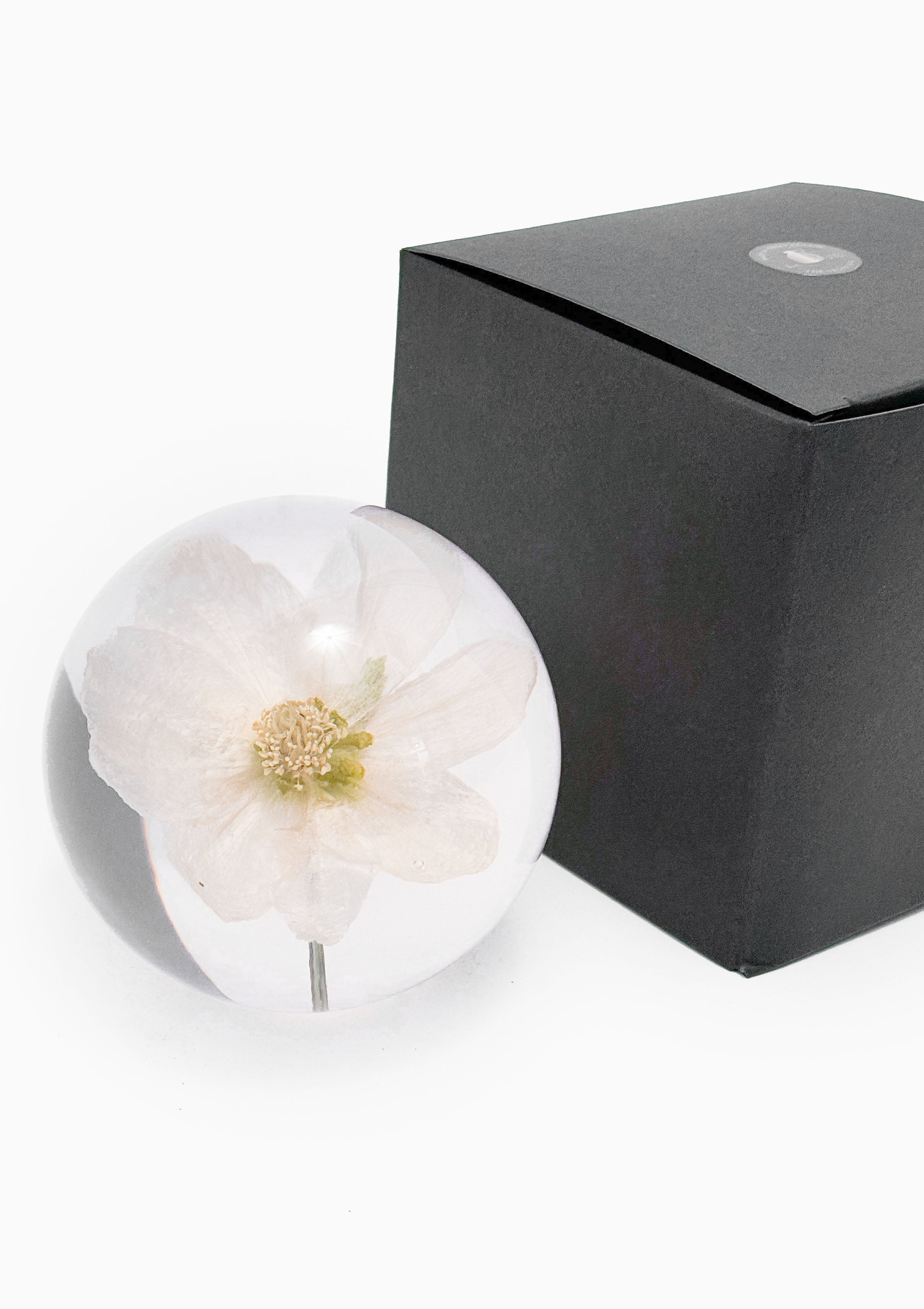 Hellebore Large Paperweight