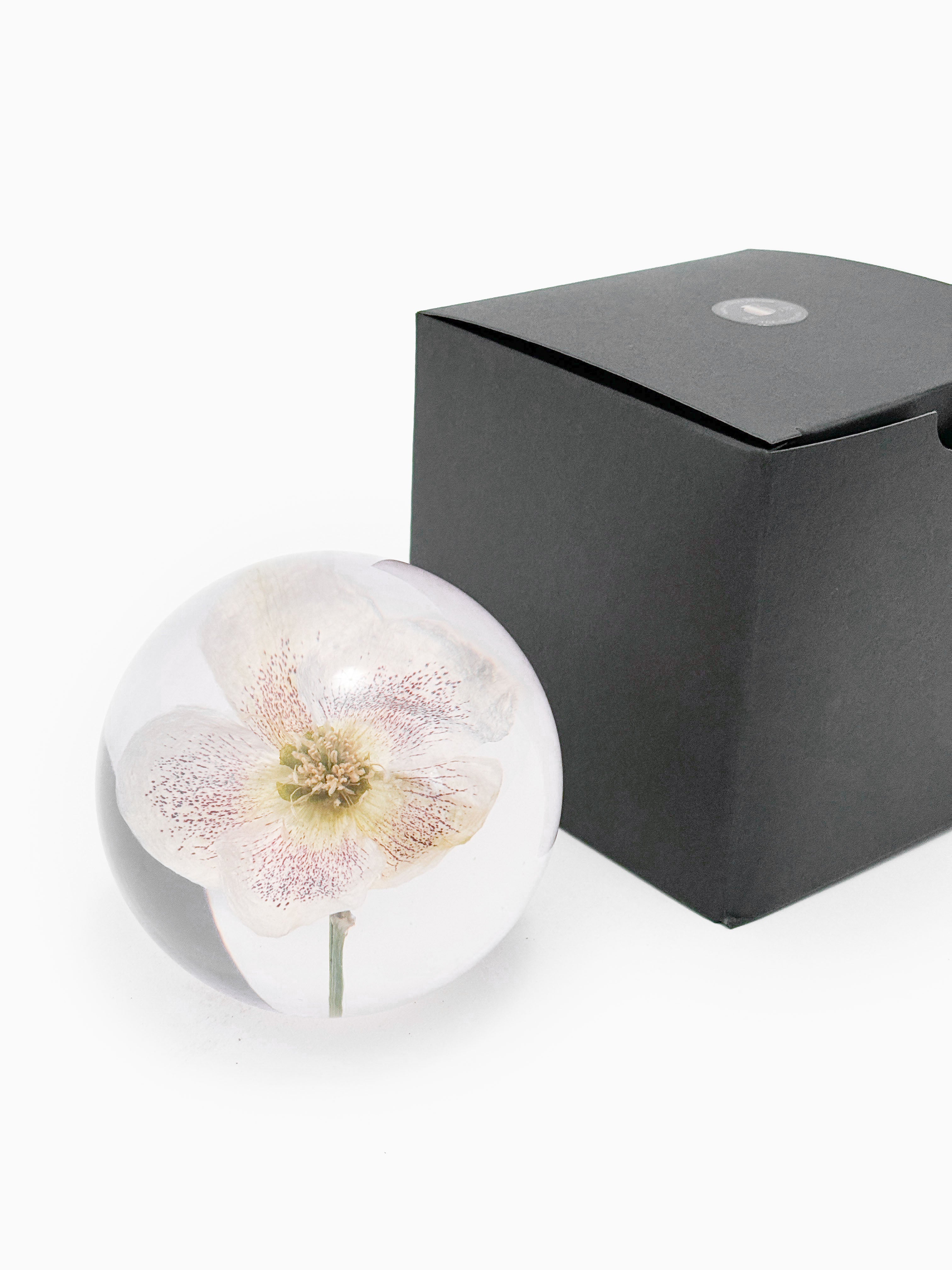 Hellebore Large Paperweight
