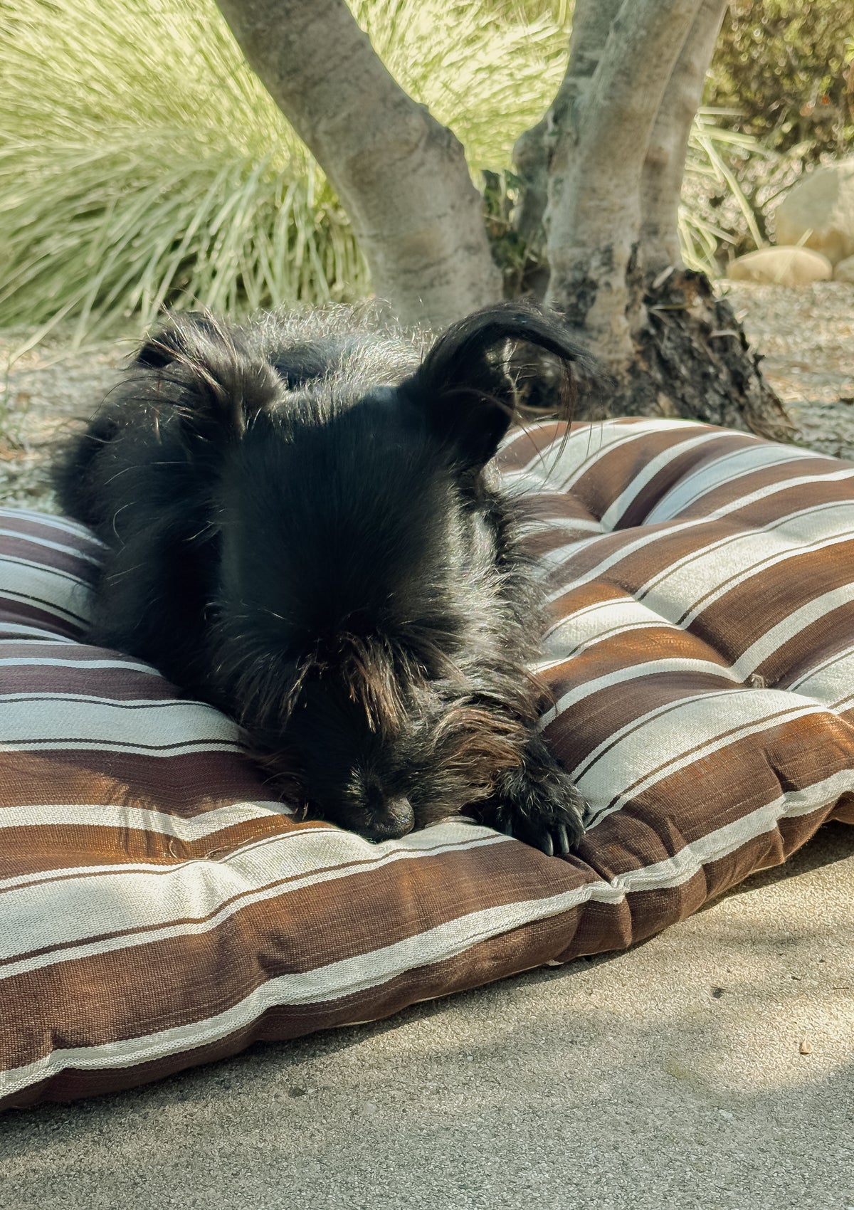 New Large Pet Bed, Chocolate Brown/Ecru | 24" x 42"