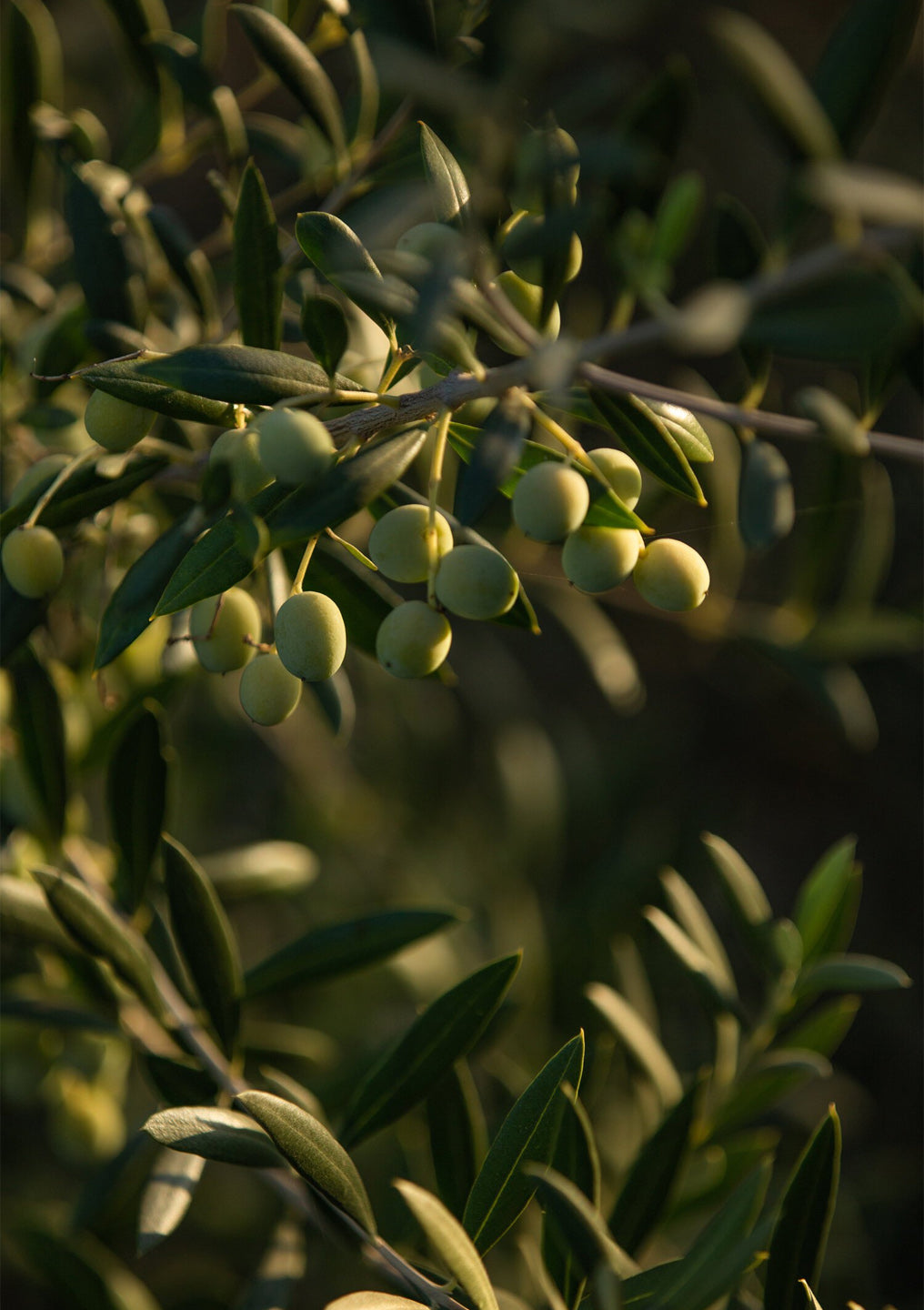 Extra Virgin Olive Oil