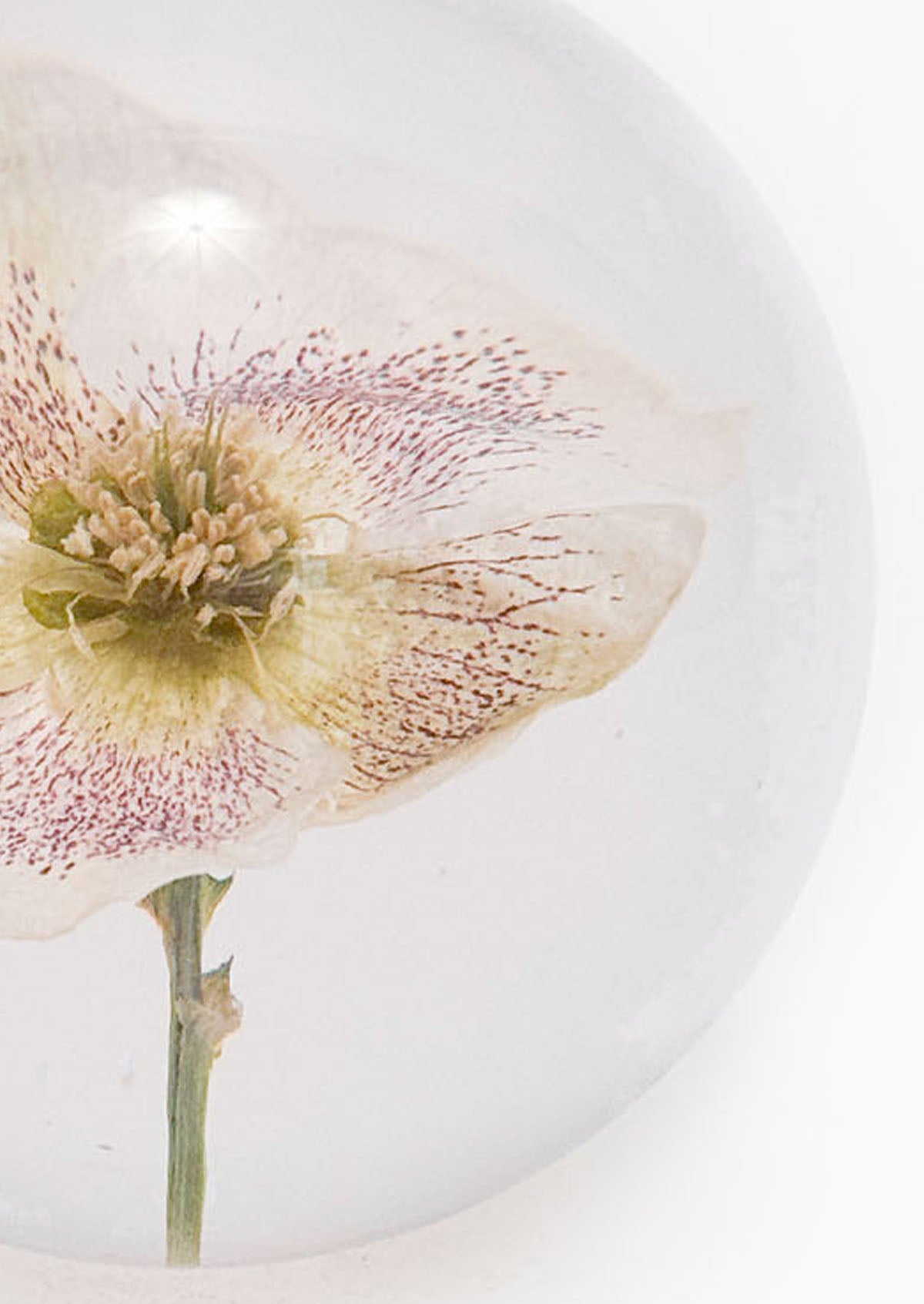 Hellebore Large Paperweight