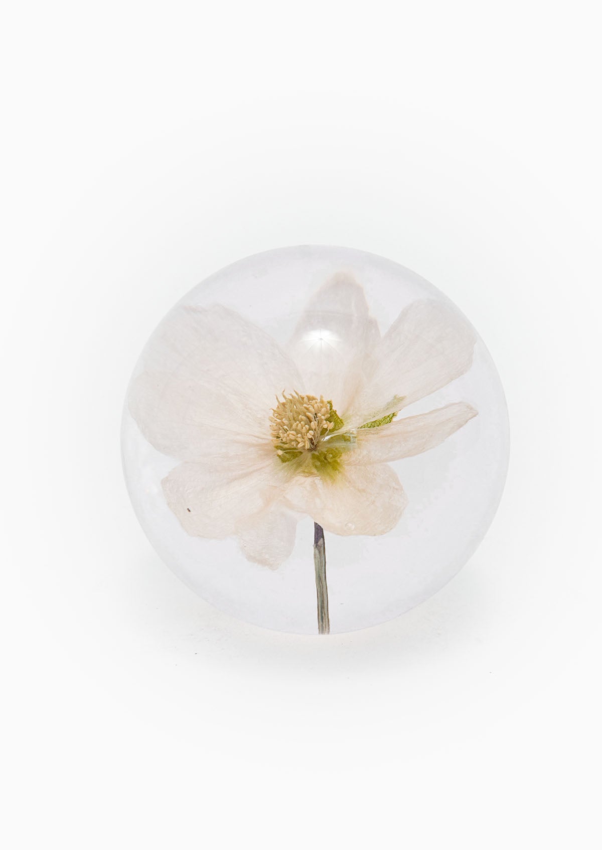 Hellebore Large Paperweight