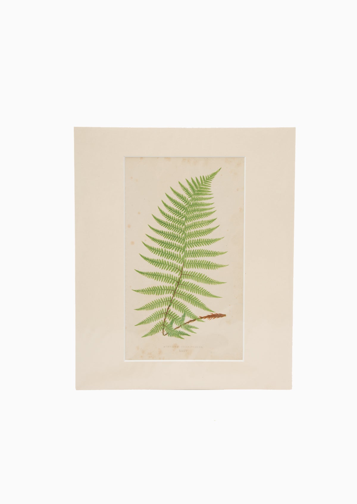 Original 1865 Nature Athyrium Fern Print | 10"x12"
