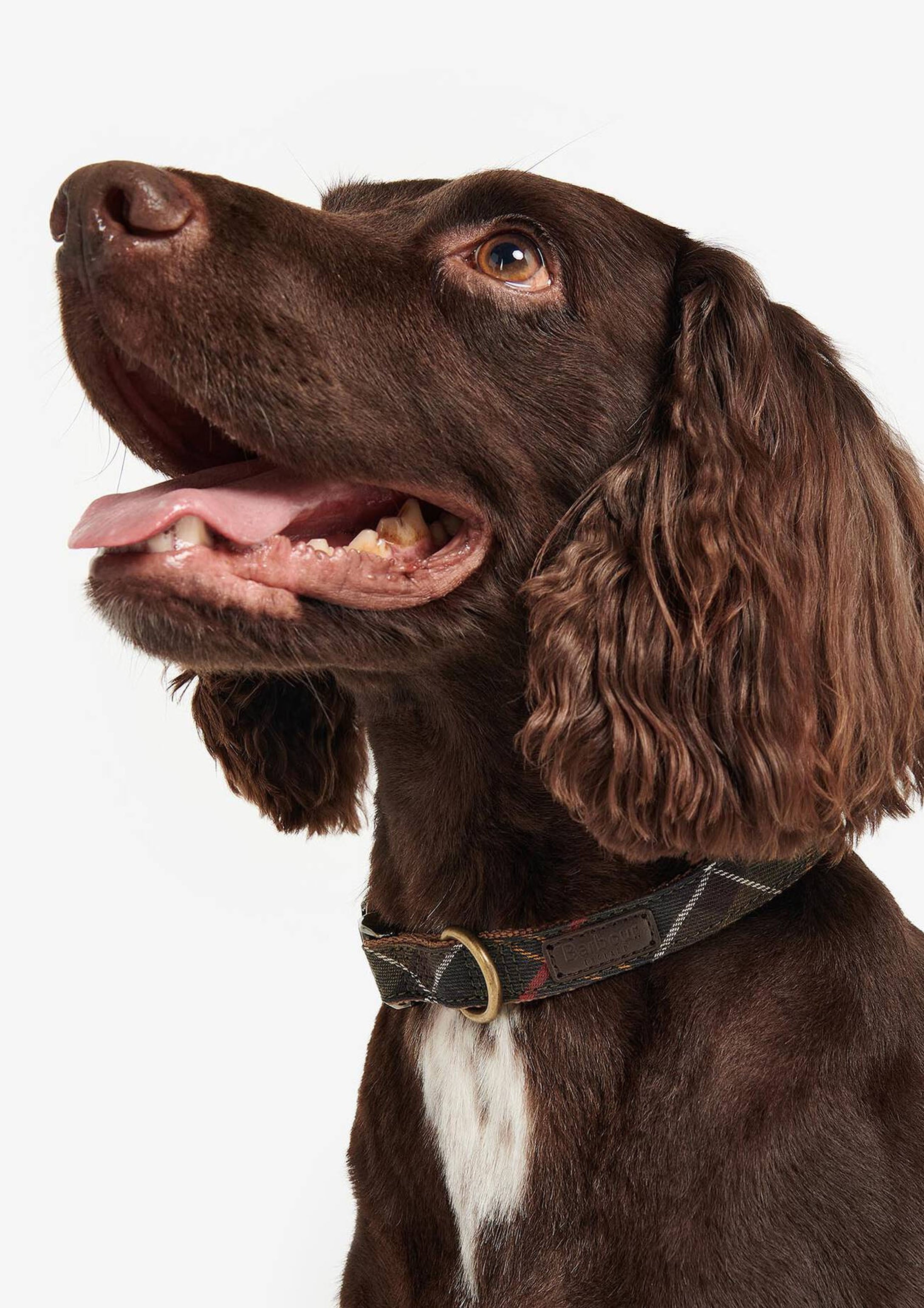 Tartan/Webbing Collar | Classic Tartan