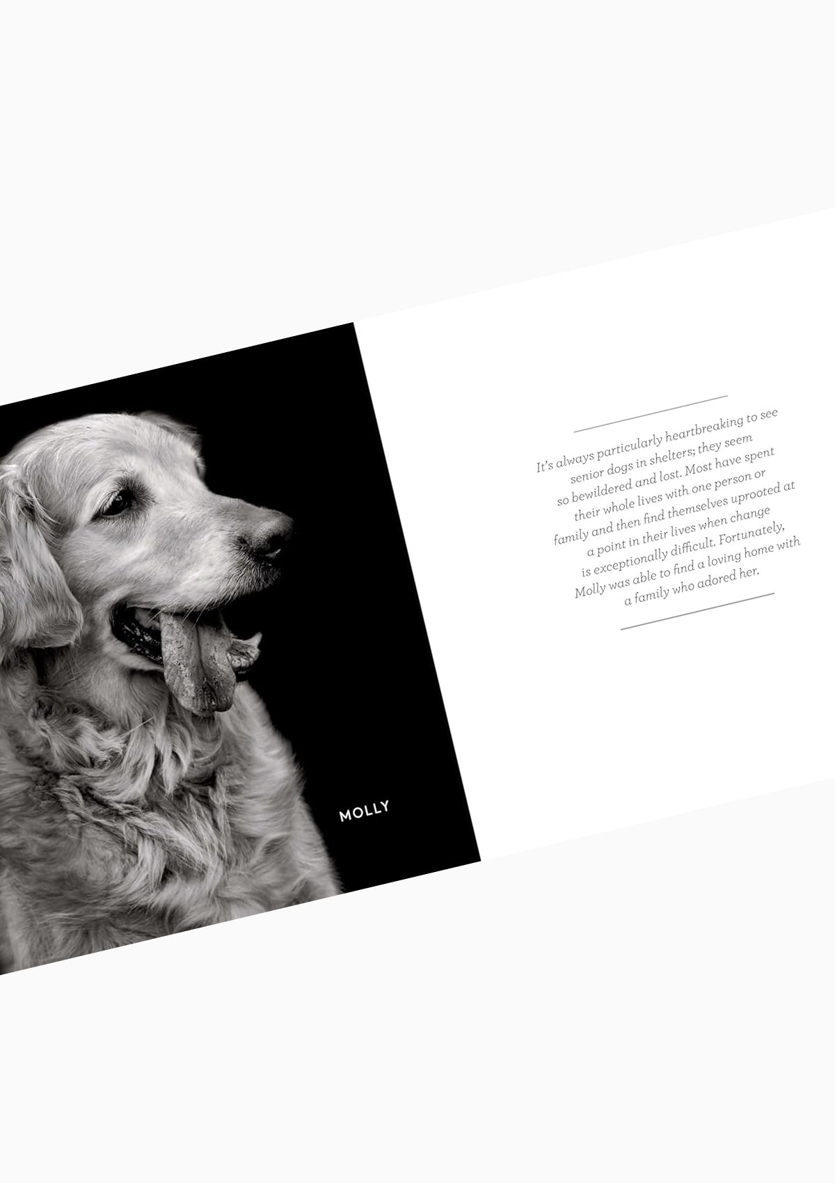 Finding Home | Shelter Dogs and Their Stories