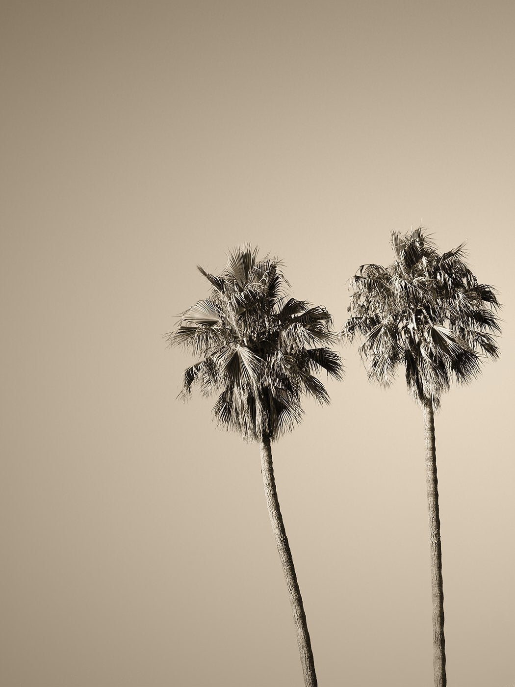 Twin Palms | 4.5" x 6" | Umounted