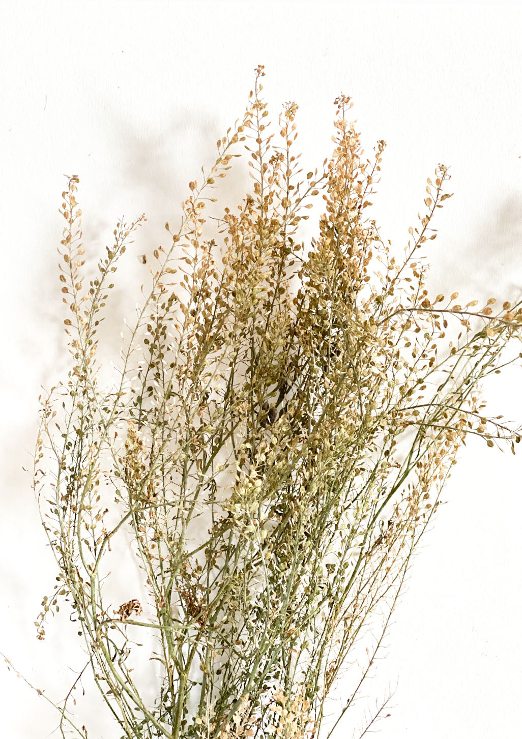 Dried Natural Lepidium | 10 stems