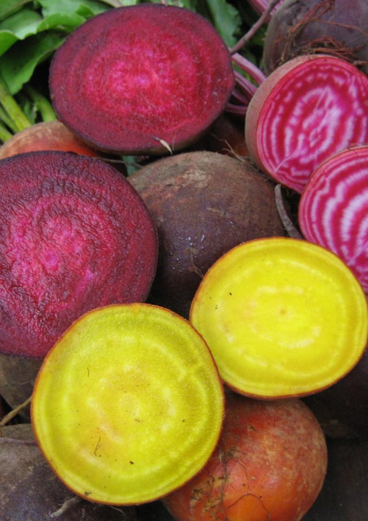 Brilliant Beet Blend Seed Pack