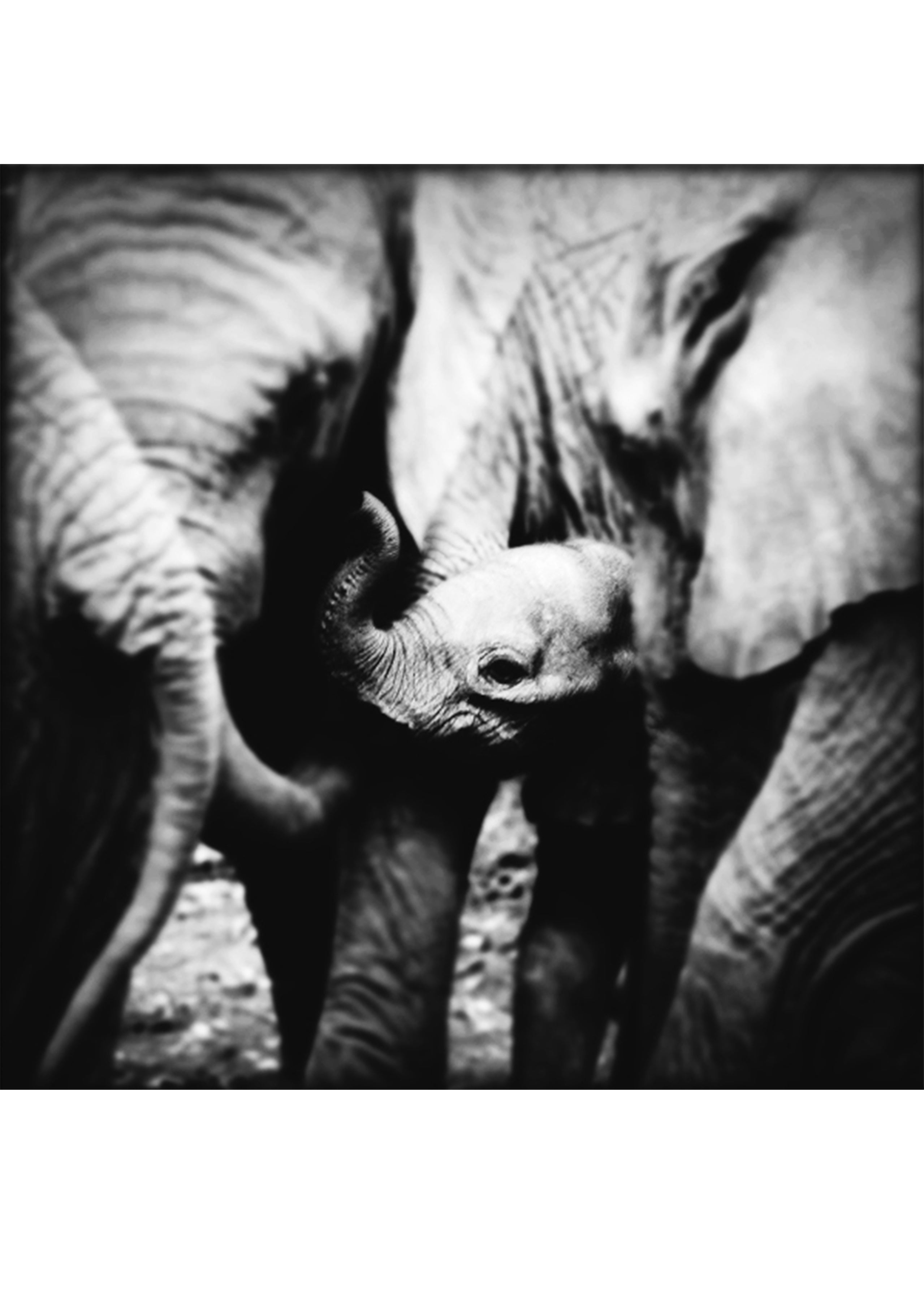 In The Family | 20" x 20"