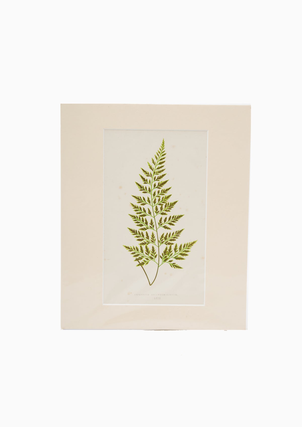 Original 1867 Nature Asplenium Fern Print | 10"x12"