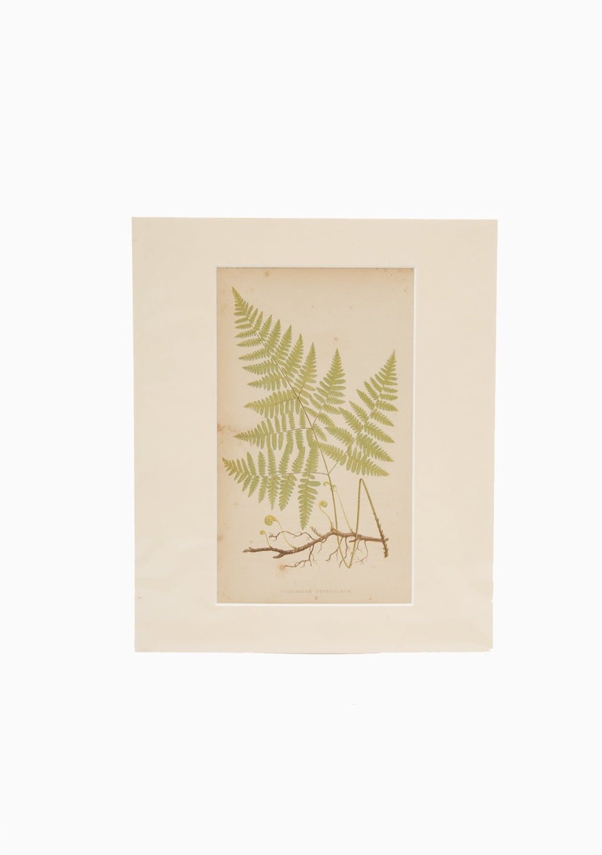 Original 1865 Nature Polypodium Fern Print | 10"x12"