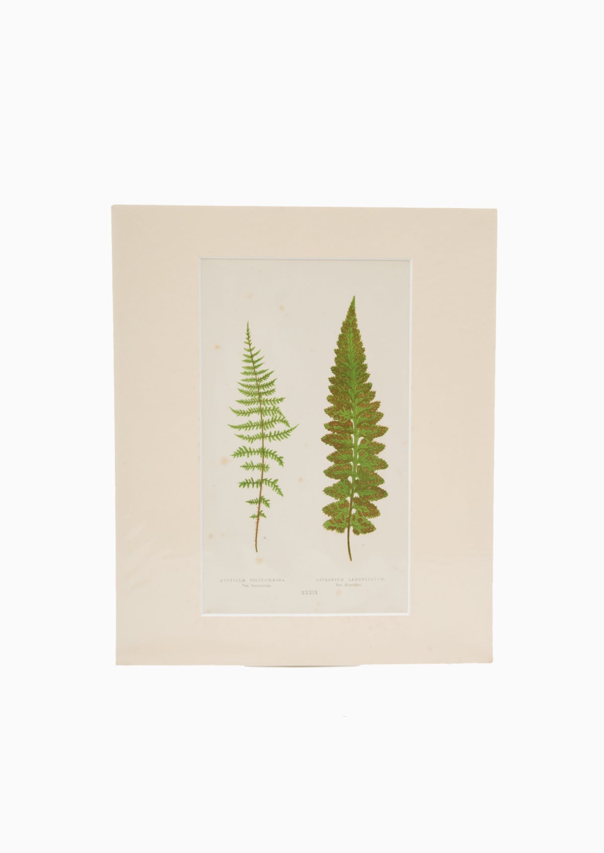 Original 1867 Nature Double Fern Print | 10"x12"