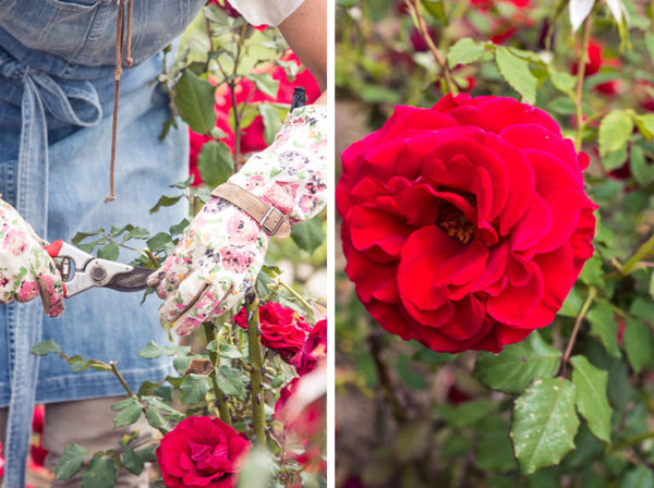 Rose Gardening Tips with Denise Speer