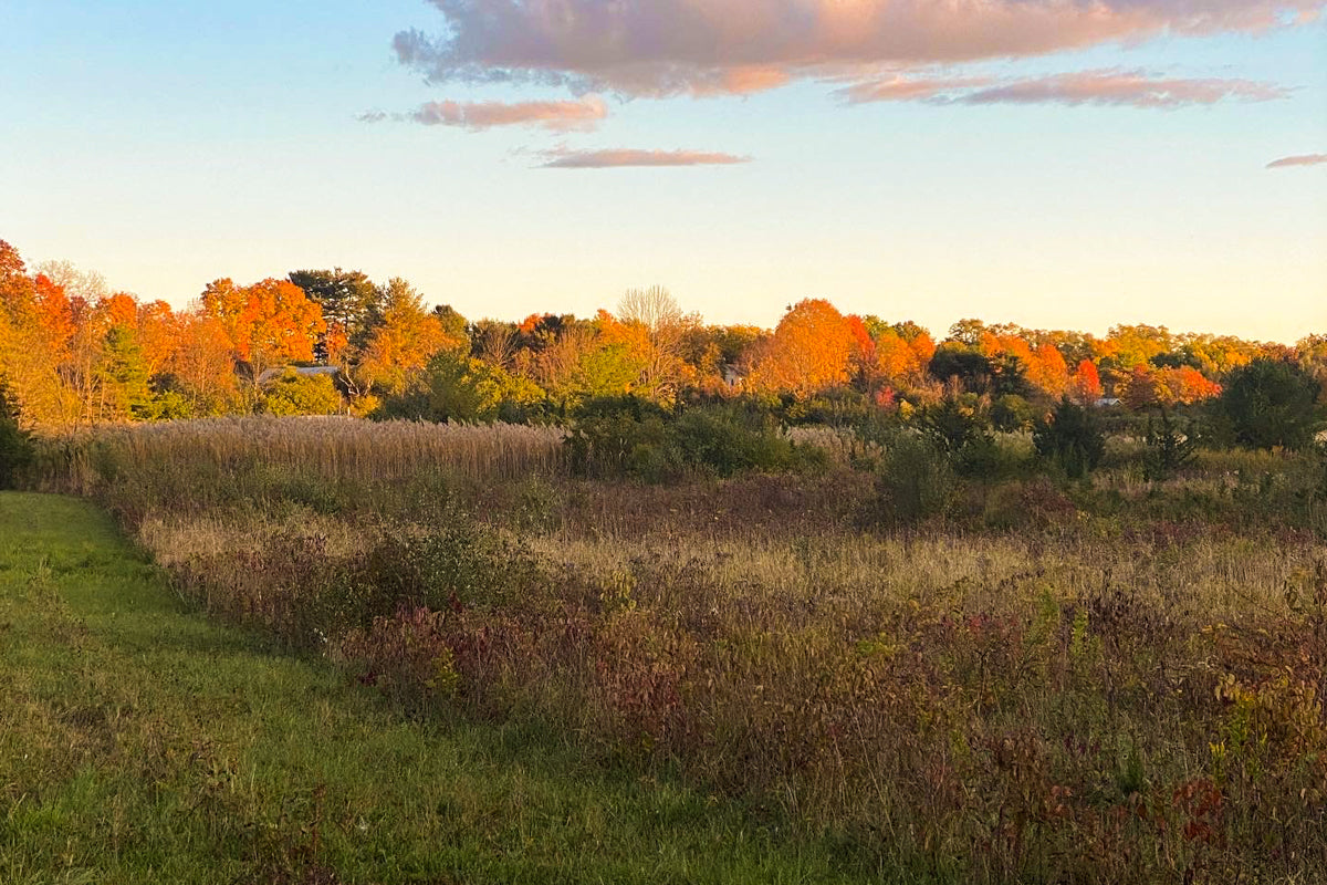 Caroline's Farmhouse Update
