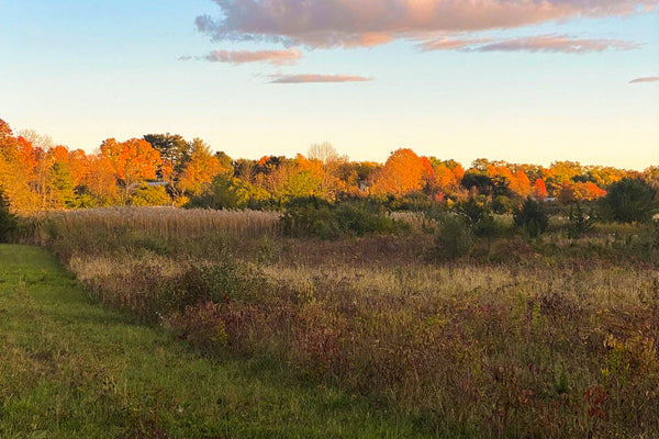 Caroline's Farmhouse Update