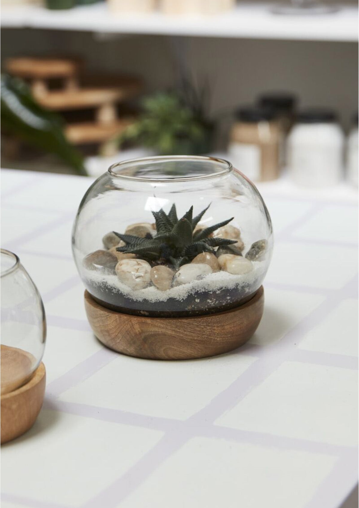 Full View Terrarium | 6.5" x 5.5"