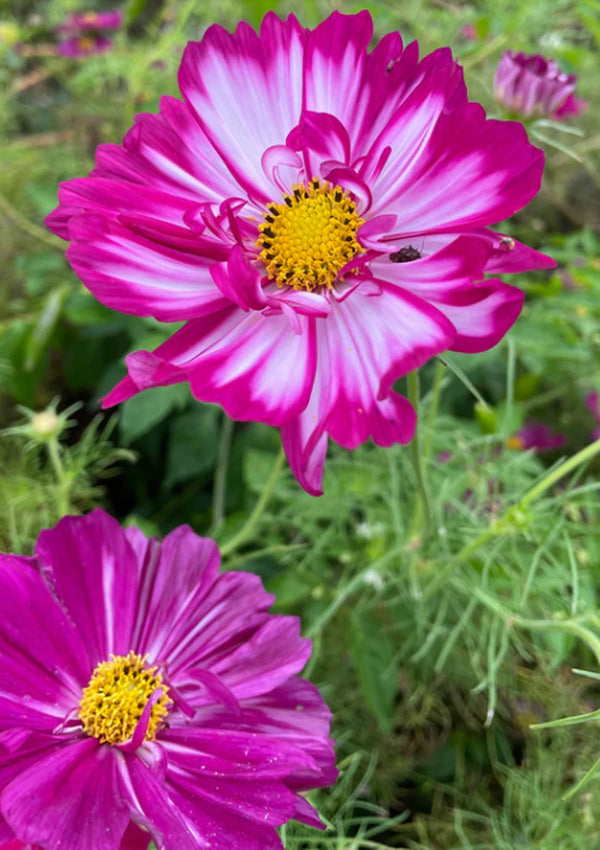 Double Click Cosmos Seed Pack
