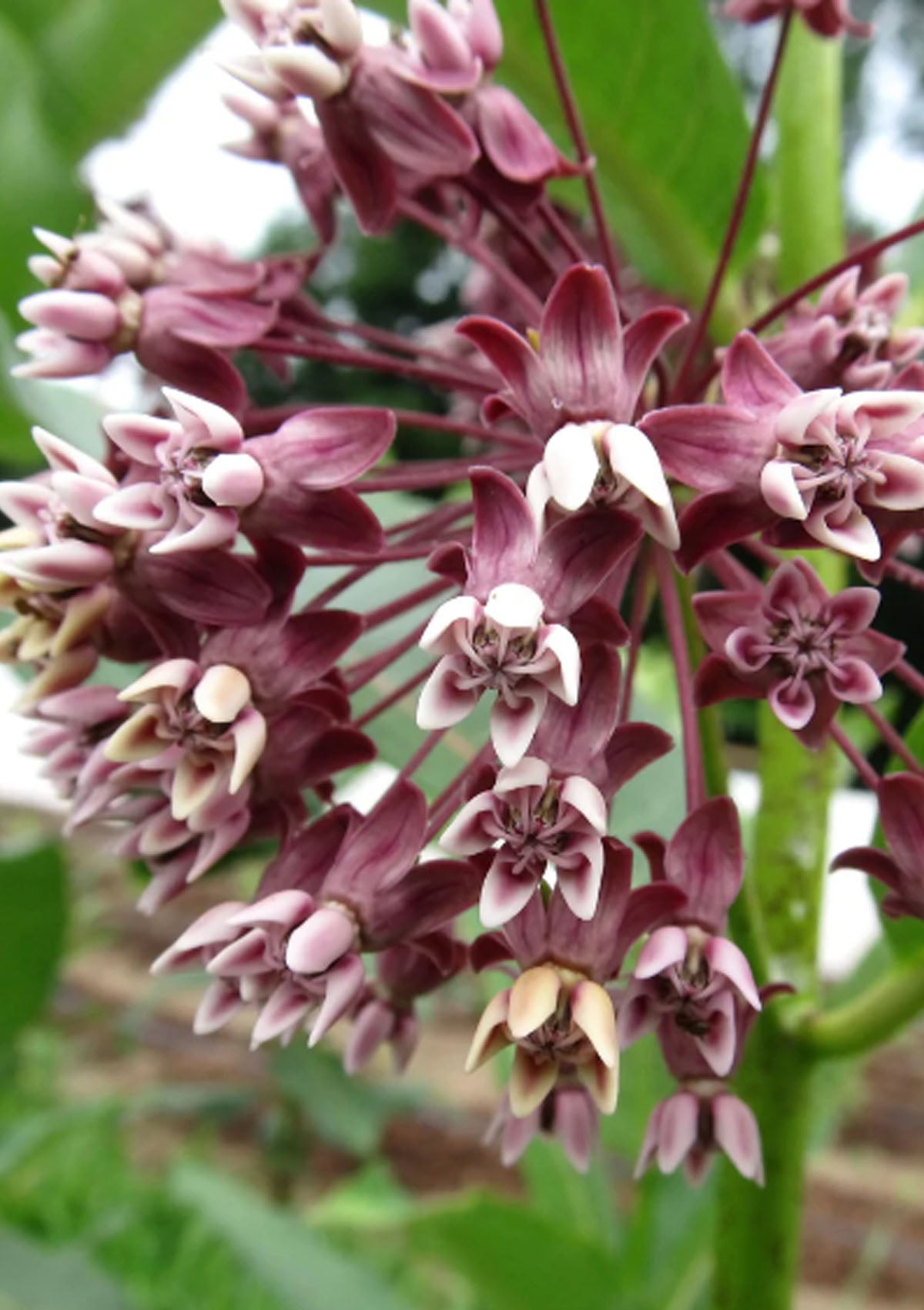 Milkweed Seed Pack