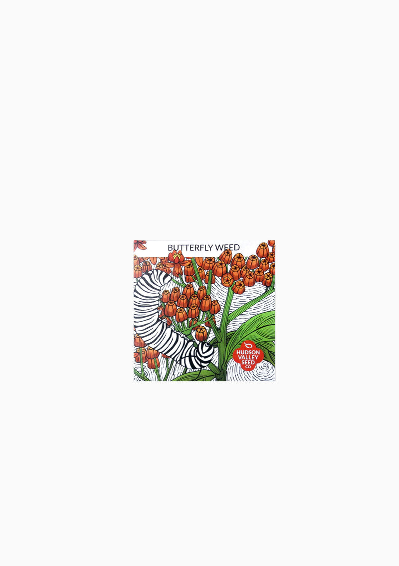 Butterfly Weed Seed Pack