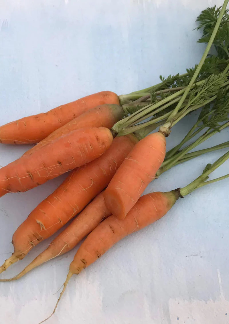 Danvers Carrot Seed Pack