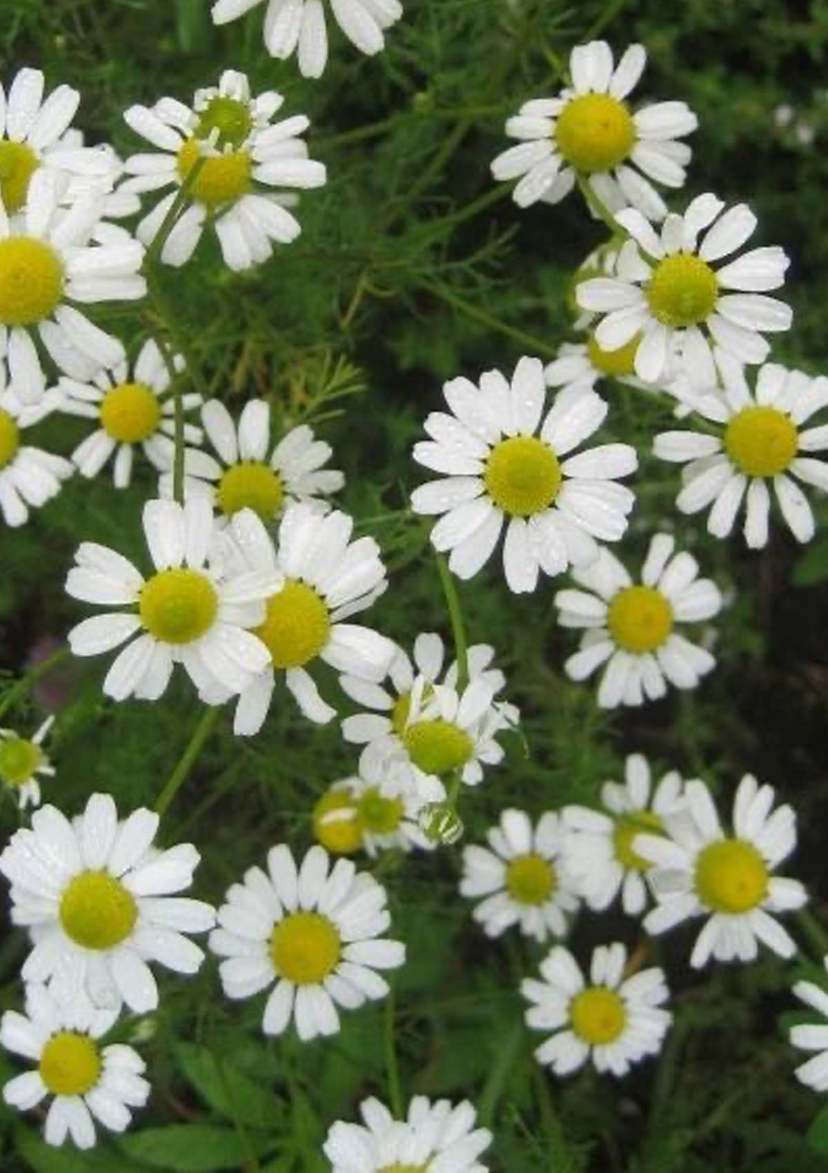 German Chamomile Seed Pack