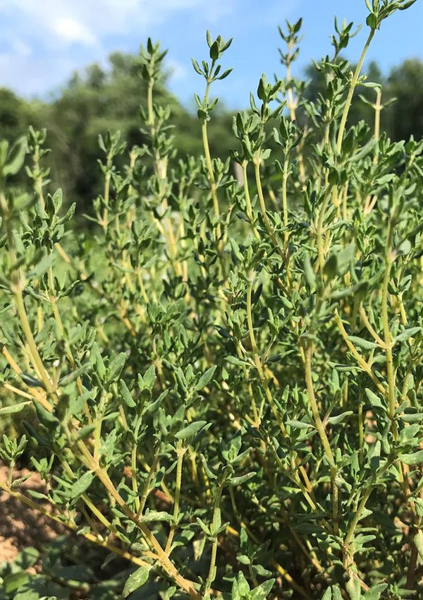German Thyme Seed Pack