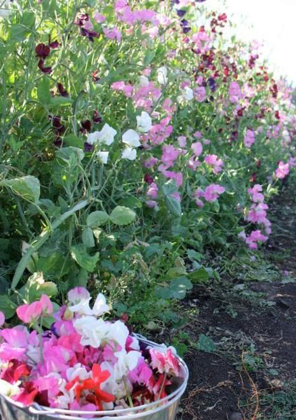 Finnriver Sweet Pea Seed Pack