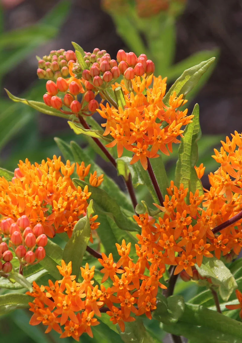 Butterfly Weed Seed Pack