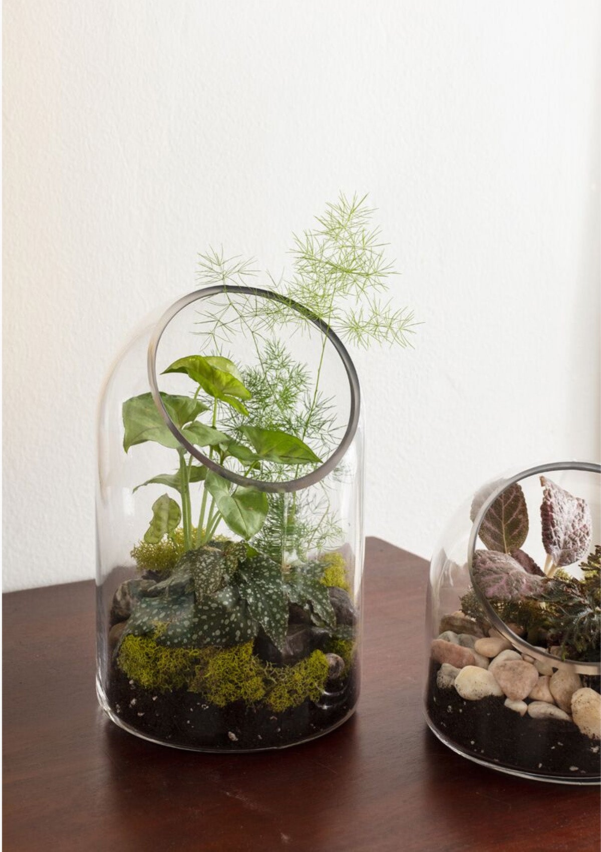 Warner Terrarium | 5.75" x 9.25"
