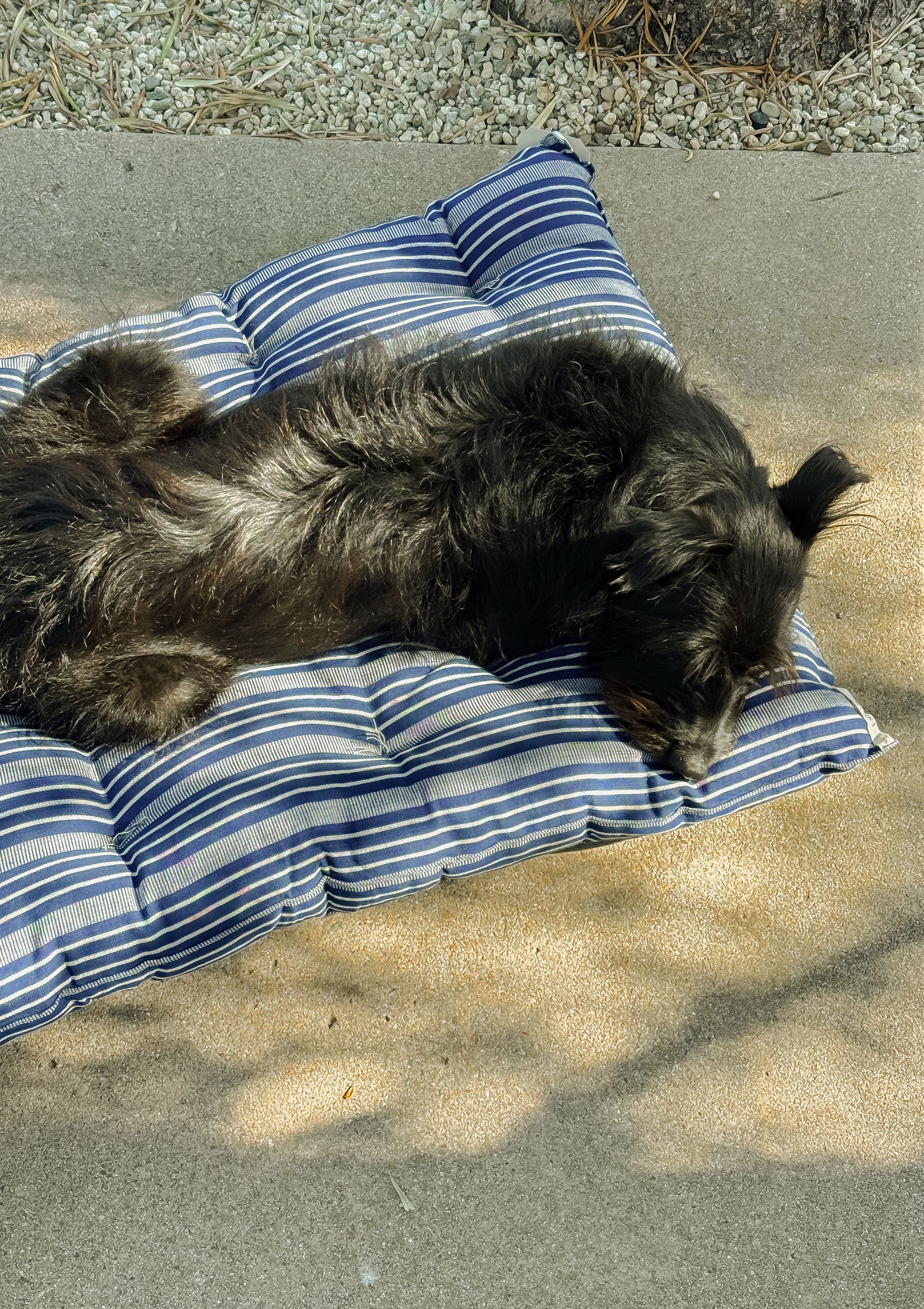 New Small Pet Bed, Navy Quad Stripe | 24" x 33"