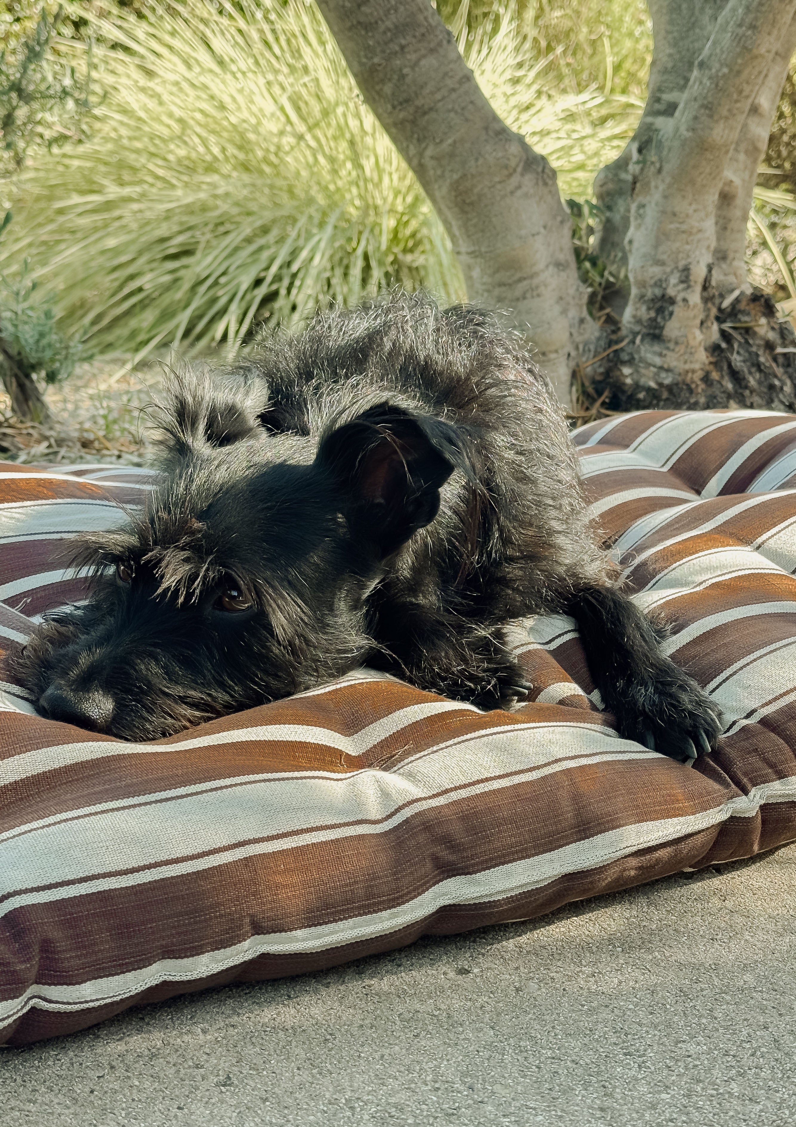 New Large Pet Bed, Chocolate Brown/Ecru | 24" x 42"