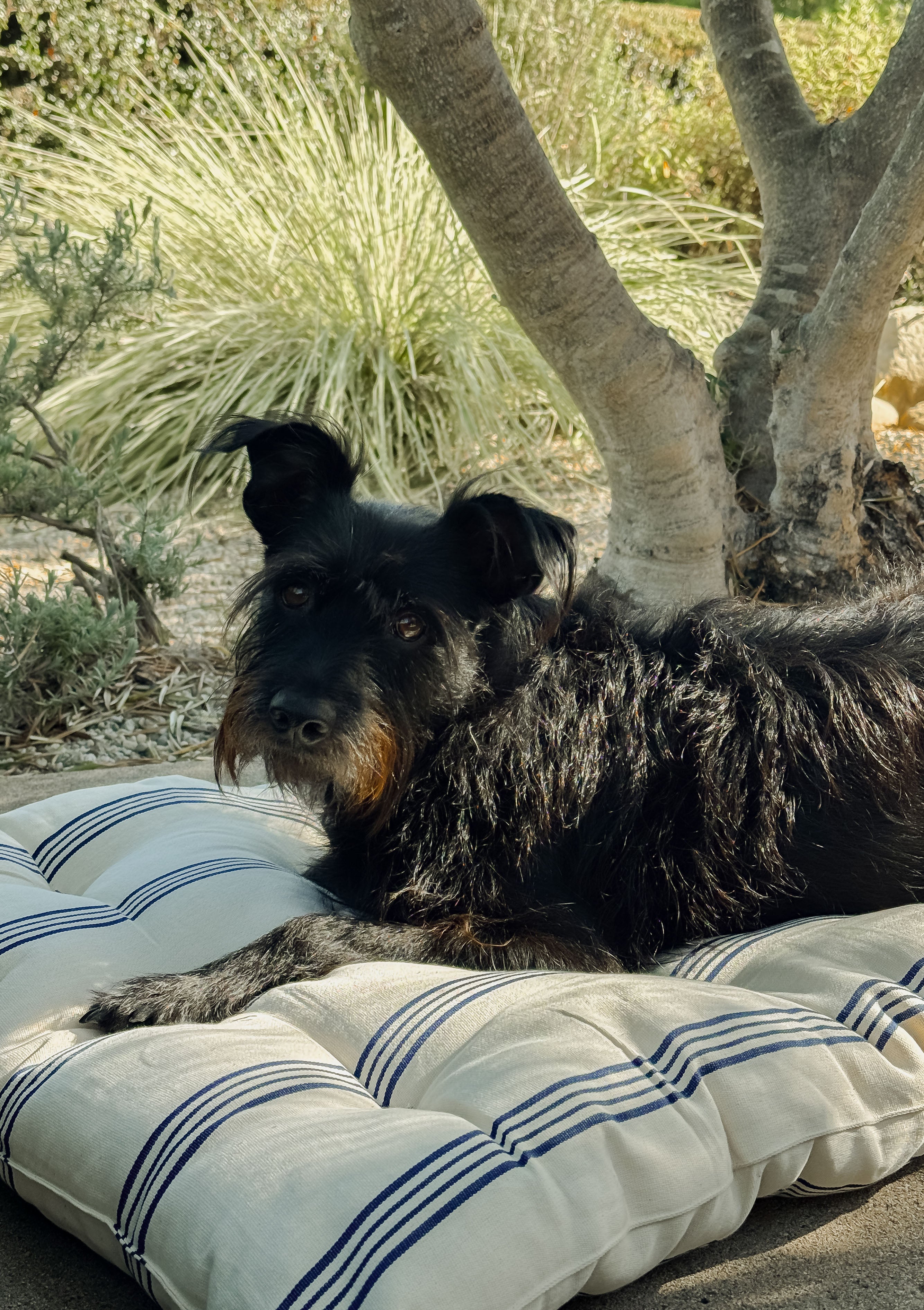 New Large Pet Bed, Navy/Ecru Thin Stripe | 24" x 42"