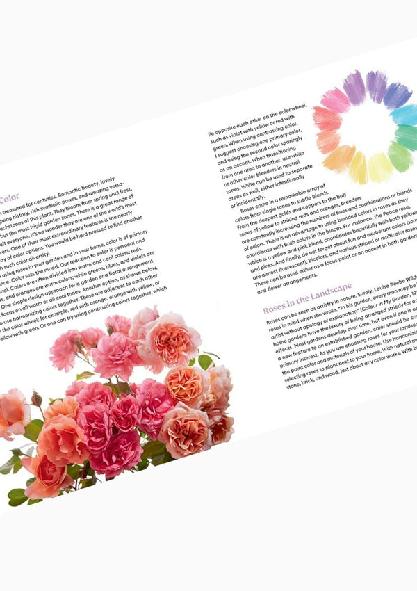 The Color Of Roses
