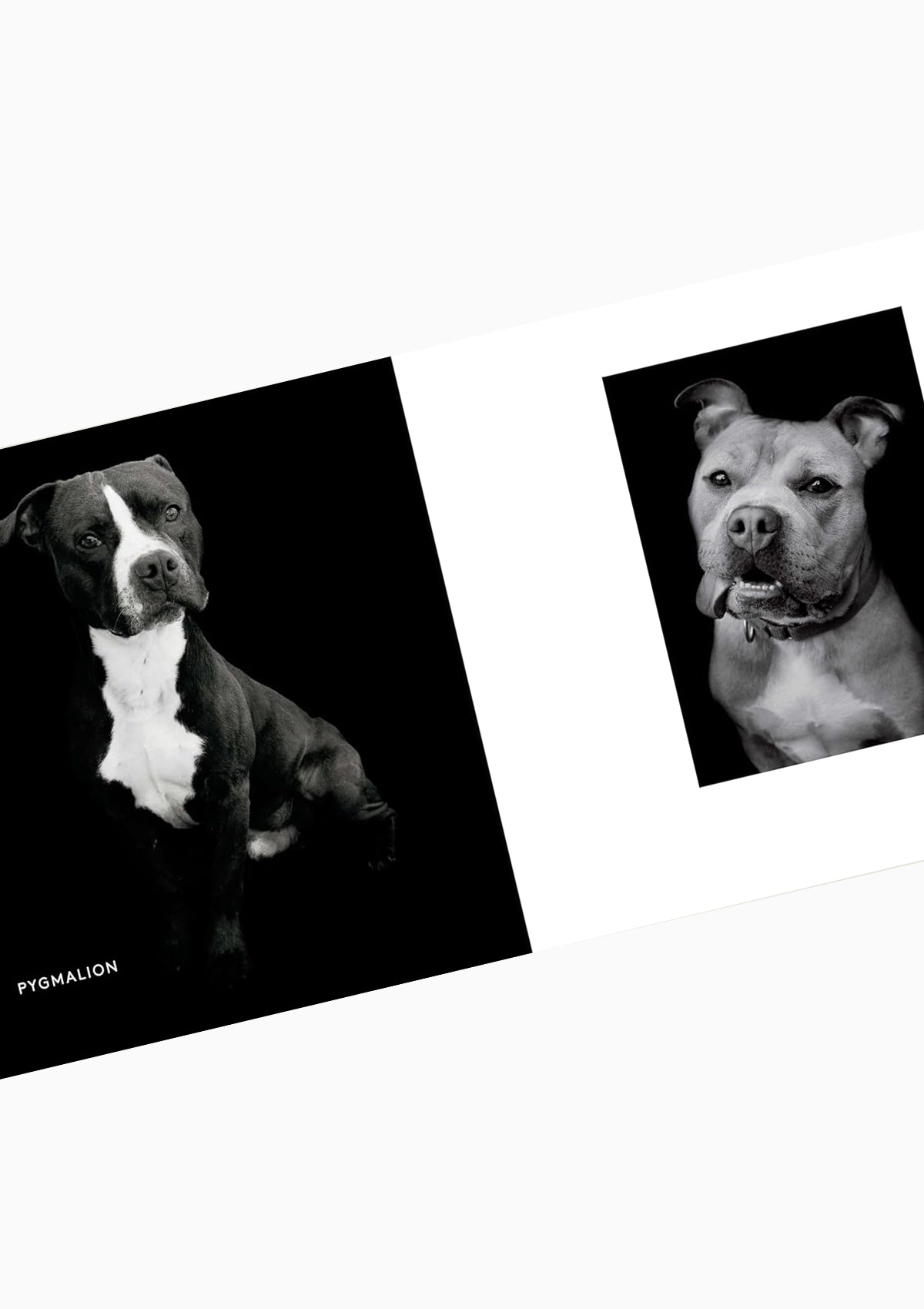 Finding Home | Shelter Dogs and Their Stories