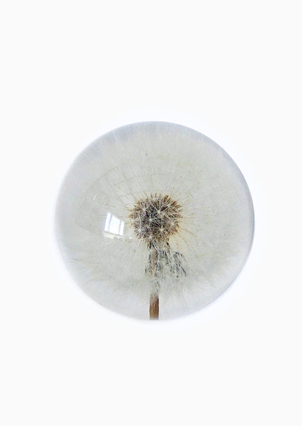 Dandelion Large Paperweight