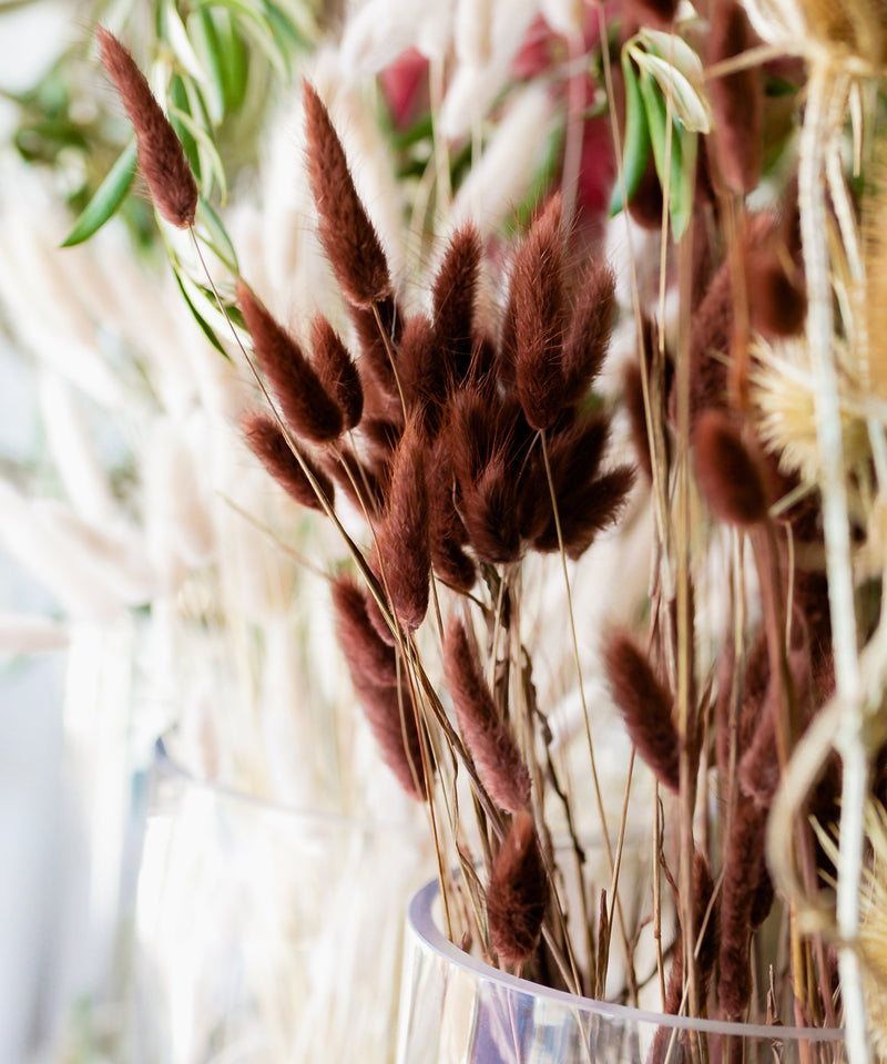 Natural Dried Bunny Tail | Off White, 3 Stems