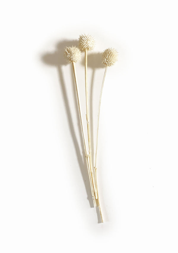 Dried Bleached Leonotis