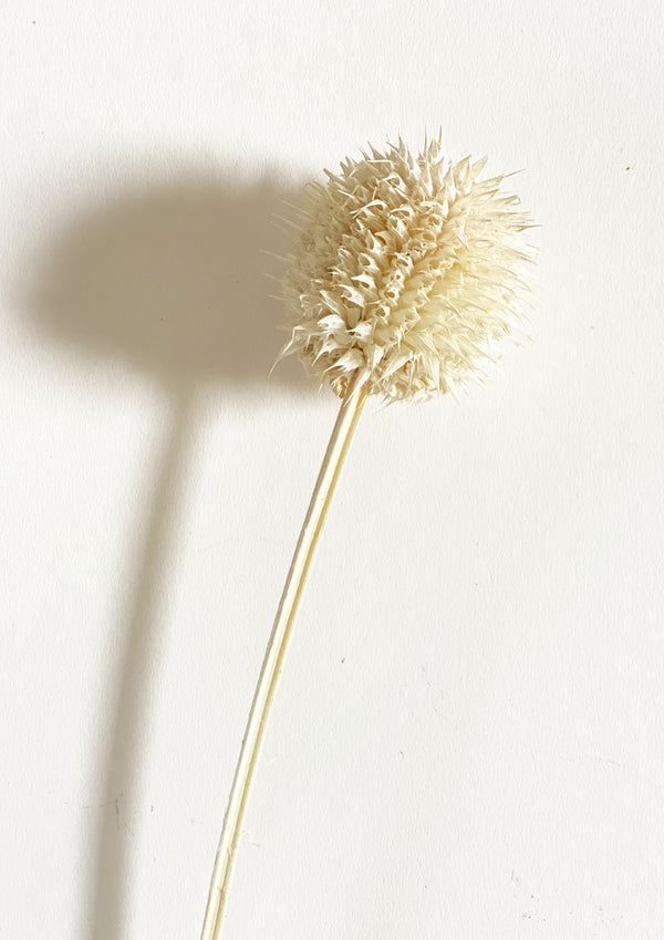 Dried Bleached Leonotis