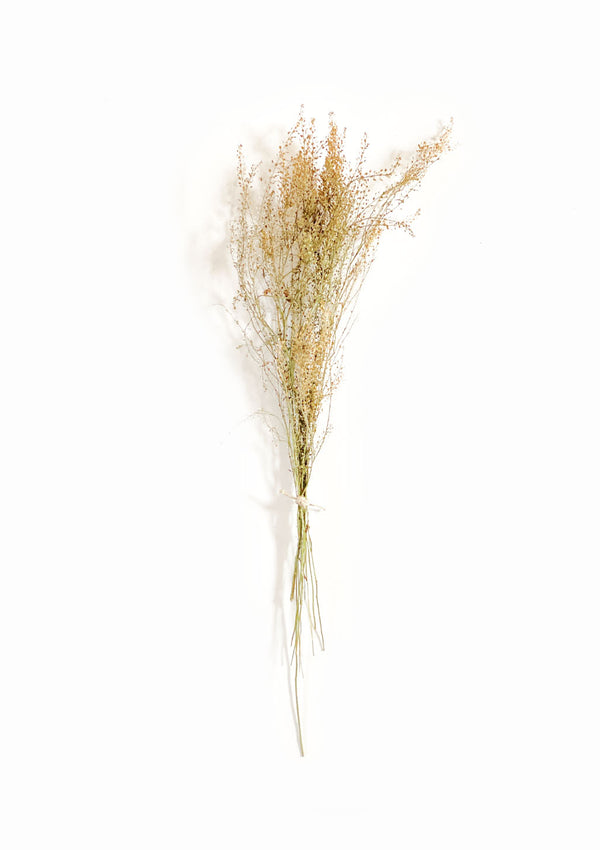 Dried Natural Lepidium | 10 stems