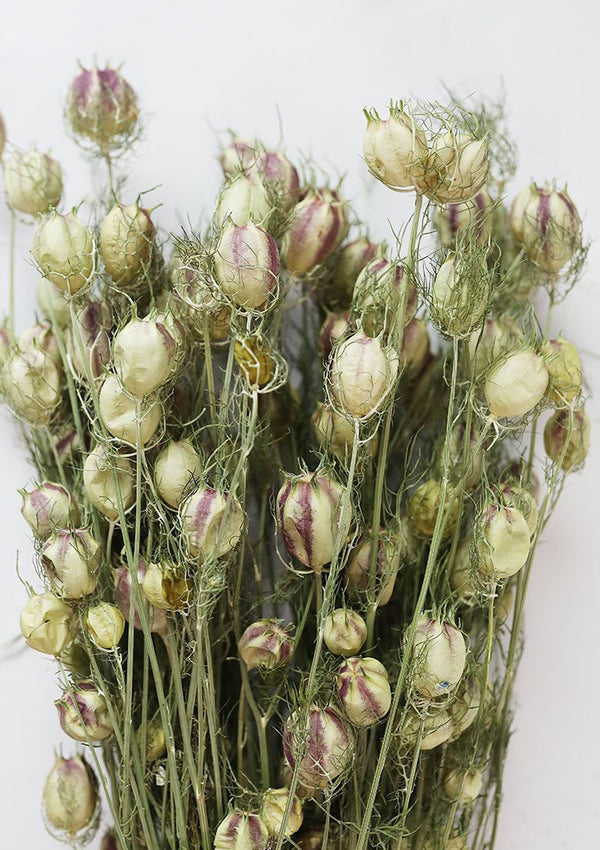 Dried Love In A Mist Nigella