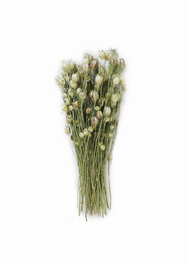 Dried Love In A Mist Nigella