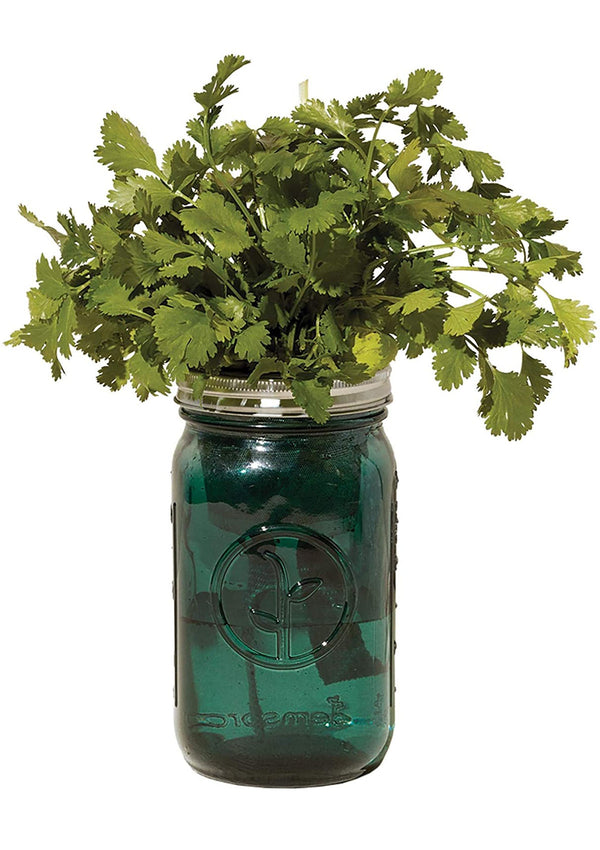 Garden Jar | Cilantro